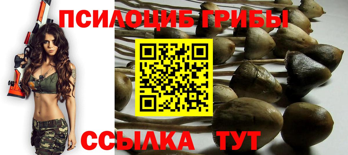 где купить наркоту  Вход с VPN  Качканар  Псилоцибиновые грибы MAGIC MUSHROOMS 